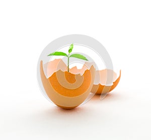 Grow a tree in eggshell, growth concept