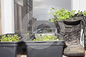 Grow a vegetable garden on the window while the city is under curfew. The concept of self-isolation and self-improvement