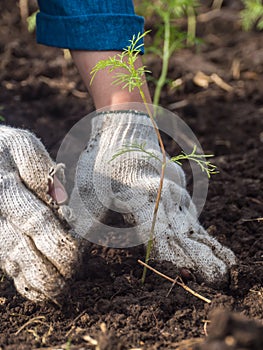 Grow young seedling of cosmos