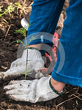 Grow young seedling of cosmos flower