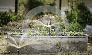 Grow Your Own Food - Vegetable Garden with Water Sprinklers