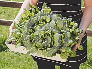 grow your own pak choi