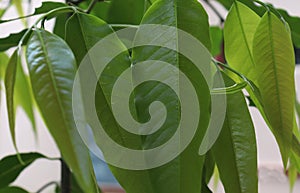 growled fresh green leaf in the tree leaf