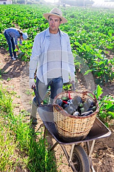 Grower carrying handcart with crop of eggplants in vegetable garden