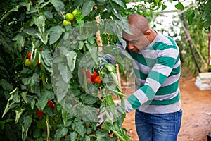 Grower checking crop of red tomatoes in greenhouse