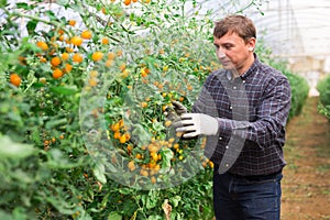 Grower checking crop of yellow cherry tomatoes in greenhouse