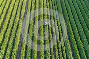 grower, checking the health of his crops with drone shot