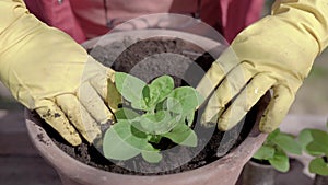 Grower is covering roots of green sprout by ground in flower pot in sunny day in springtime, close-up view