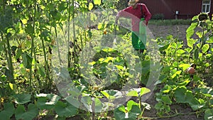 Grower cowboy man spraying pumpkin vegetables in farm. closeup. 4K