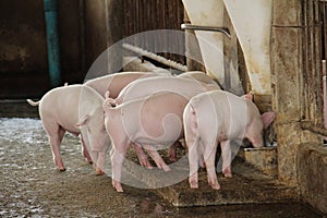 Grower pig eating feed in big commercial swine Arm photo