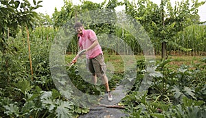 Grower with pink t-shirt in the vegetable garden during harvesti