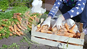 The grower sorts the freshly dug carrot crop.