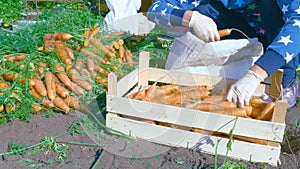 The grower sorts the freshly dug carrot crop.