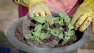 Grower is working in garden in summer day, planting small green sprouts in ceramic pot, detail view of hands