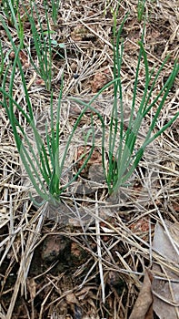 Growing Agiculture thai Onion vegetable