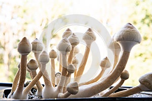 Growing Albino A strain. Fresh Psilocybin shroom. Psilocybin cubensis mushroom. Medical research of psilocybin