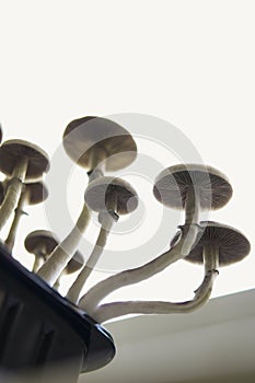 Growing Albino A strain. Fungi hallucinogen. Medical research of psilocybin . Fresh Psilocybin shroom