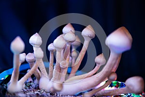 Growing Albino A strain. Growing Albino A strain. Fungi hallucinogen. Psilocybin cubensis mushroom. Psilocybin cubensis mushroom