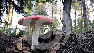 Growing Amanita Muscaria fly agaric mushroom in the forest