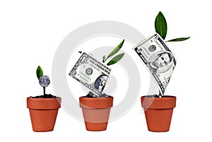 Growing American Money Sequence Isolated