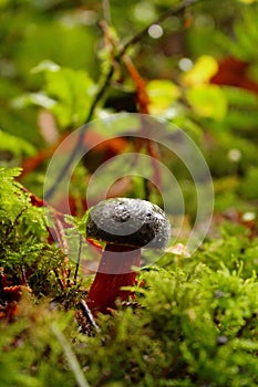 Growing amongst the little ferns: Zeller`s Bolete, Battle Ground Lake, Lewisville, WA, USA