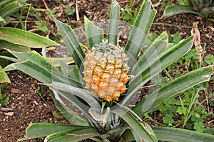 Growing ananas, pineapple plant close up