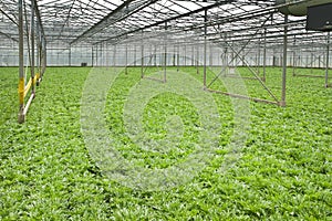 Growing andive plants in glasshouse