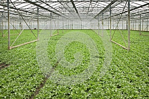 Growing andive plants in glasshouse