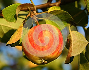 Growing apple