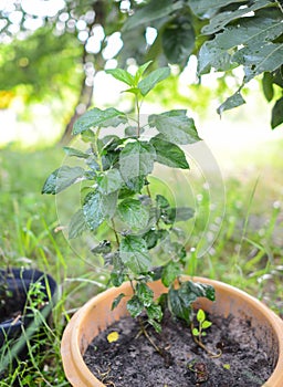 Growing Apple tree in Tropical Climates