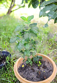 Growing Apple tree in Tropical Climates photo