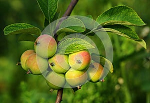 Growing apples