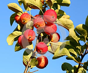 Growing apples