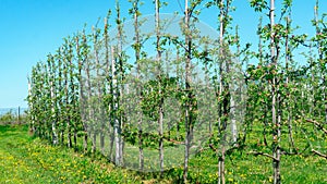Growing apples on an organic family farm. Rows of flowering colony apple trees in the orchard against the blue sky. Flowering