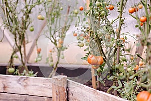 Growing aromatic tomatoes in a greenhouse