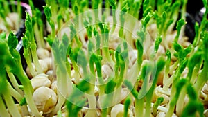 Growing arugula seeds time lapse. Sprouts germinate from seeds.