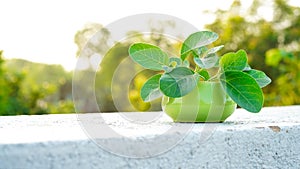 Growing ashwagandha or Withania somnifera plant in a ceramic green bowl, isolate on terrace