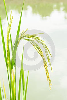 Growing asian rice, baby rice on filed