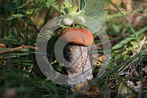 a growing aspen mushroom with a red hat in the forest.