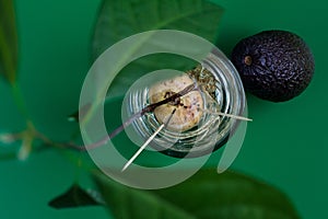 Growing avocado from a seed. Gardening at home. Close up