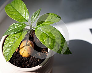 Growing avocado seed with green leaves