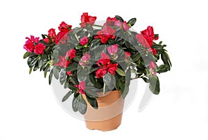 Growing Azaleas in Pot. Beautiful red Azalea flower in pot isolated on white background