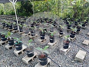 Growing bananas inside a nursery