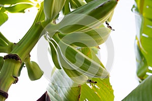 Growing Bananas on tree