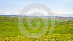 Growing barley field