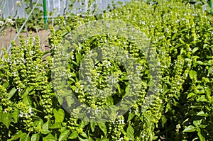 Growing basil in the garden