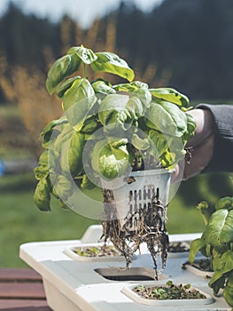 Growing basil and herbs in hydroponic system