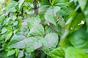 Growing the beans Phaseolus vulgaris