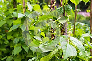 Growing the beans Phaseolus vulgaris