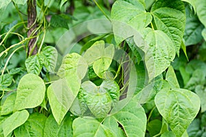 Growing the beans Phaseolus vulgaris